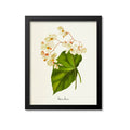 Begonia Jamaica Flower Art Print