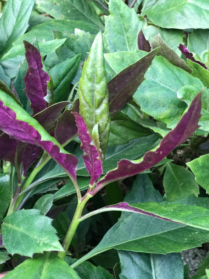 GYNURA 'Okinawa Spinach' --Gynura bicolor--