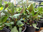 GYNURA 'Okinawa Spinach' --Gynura bicolor--