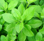 GYNURA 'Spinach' --Gynura procumbens--
