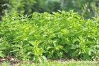 GYNURA 'Spinach' --Gynura procumbens--