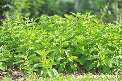 GYNURA 'Spinach' --Gynura procumbens--