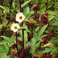 HIBISCUS 'Roselle' --Hibiscus sabdariffa--