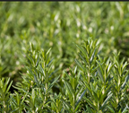 ROSEMARY 'Rex' --Rosmarinus officinalis--