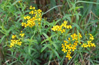 TARRAGON 'Mexican' --Tagetes lucida--