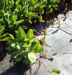 YERBA MANSA --Anemopsis californica--