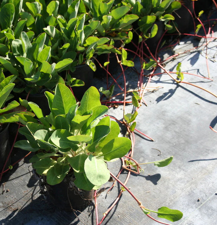YERBA MANSA --Anemopsis californica--
