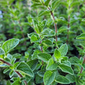 ZAATAR --Origanum syriacum--