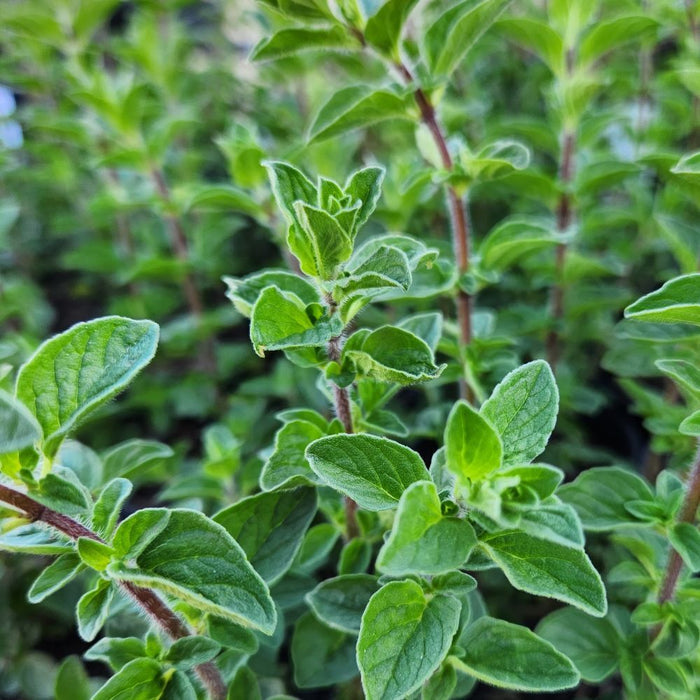 ZAATAR --Origanum syriacum--