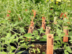 ZAATAR --Origanum syriacum--